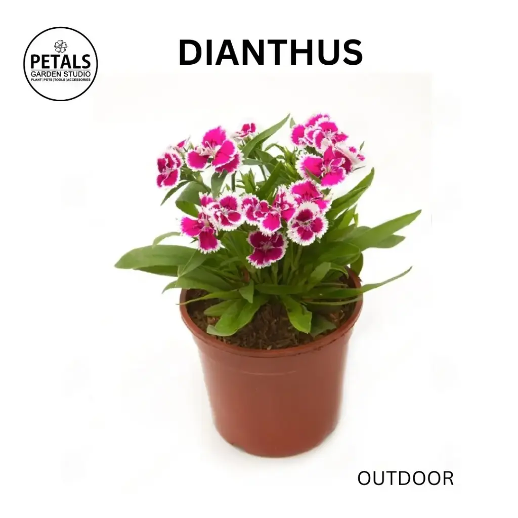 Dianthus