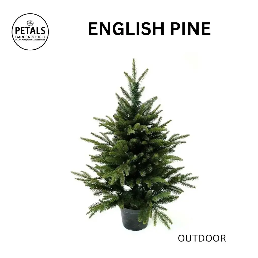 English Pine ( Christmas Tree)