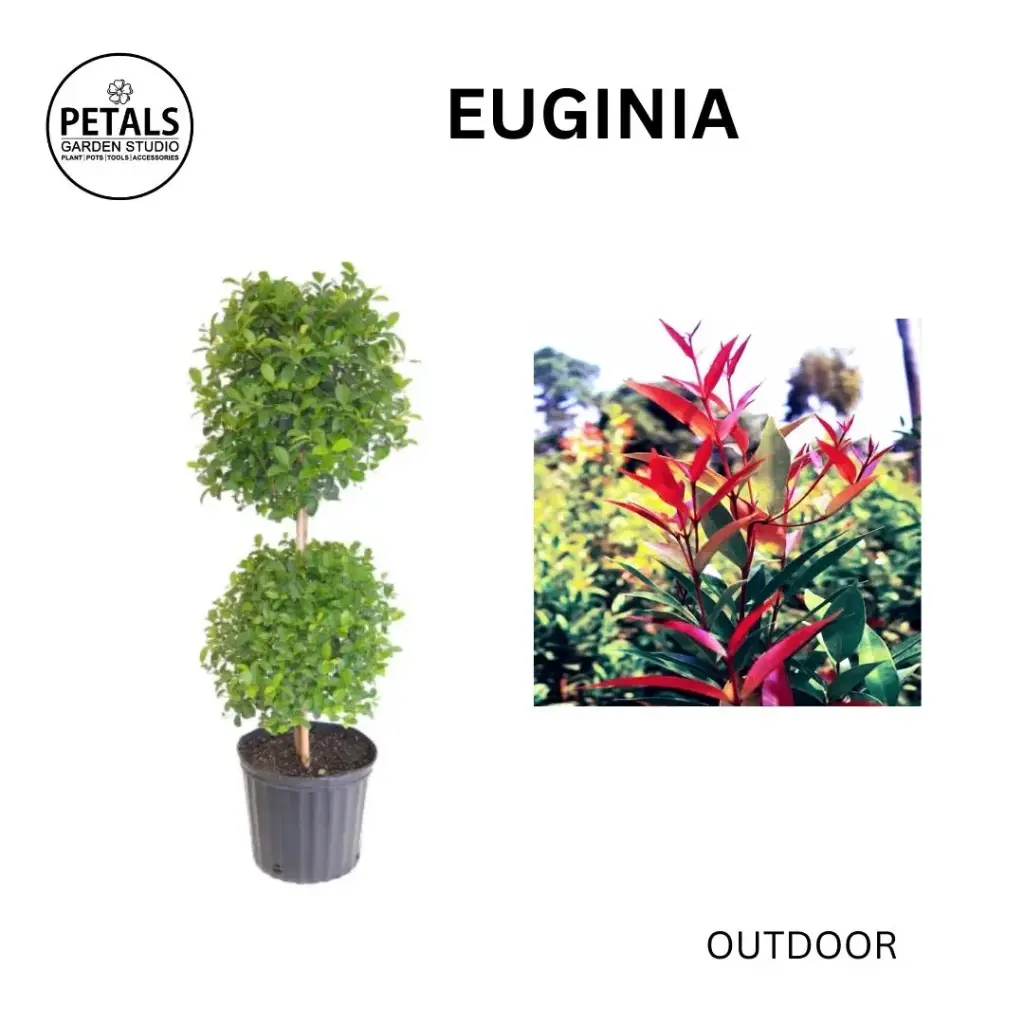 Euginia