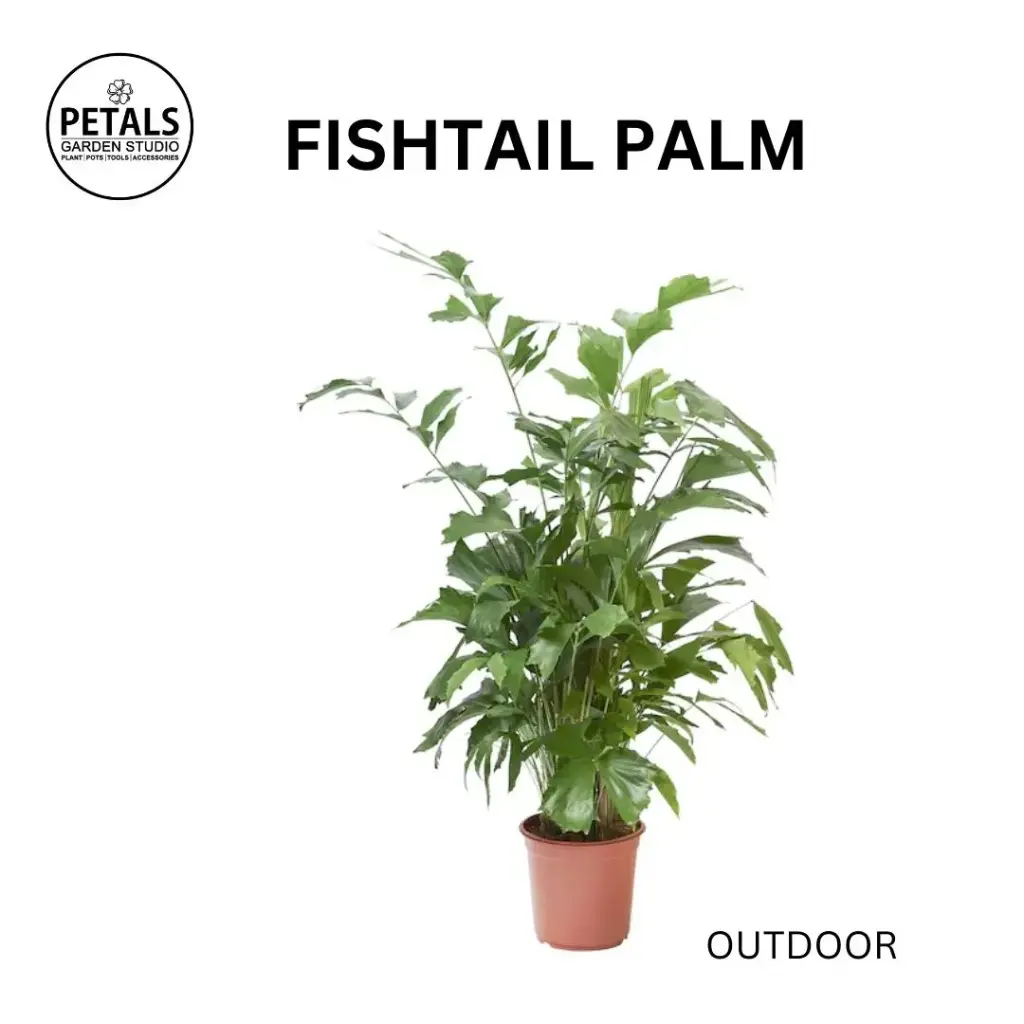 Fishtail Palm