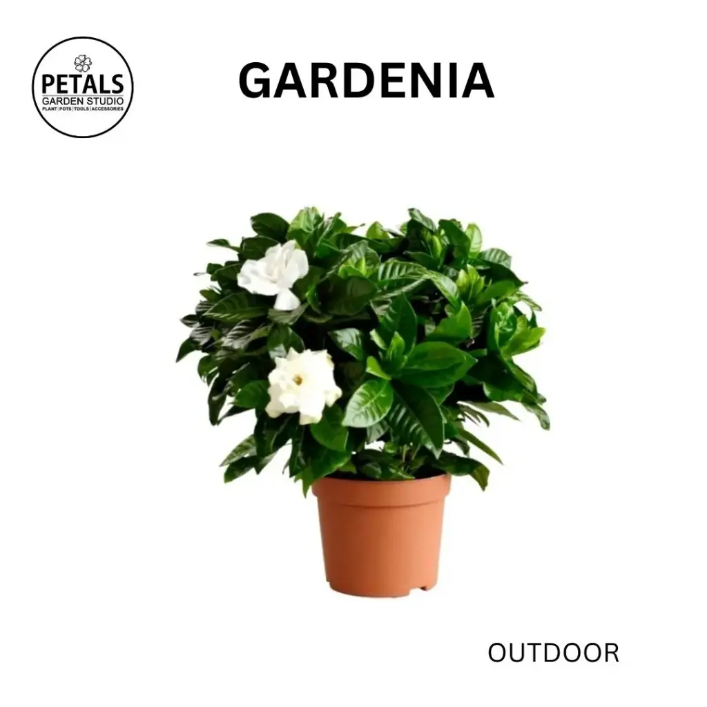 Gardenia