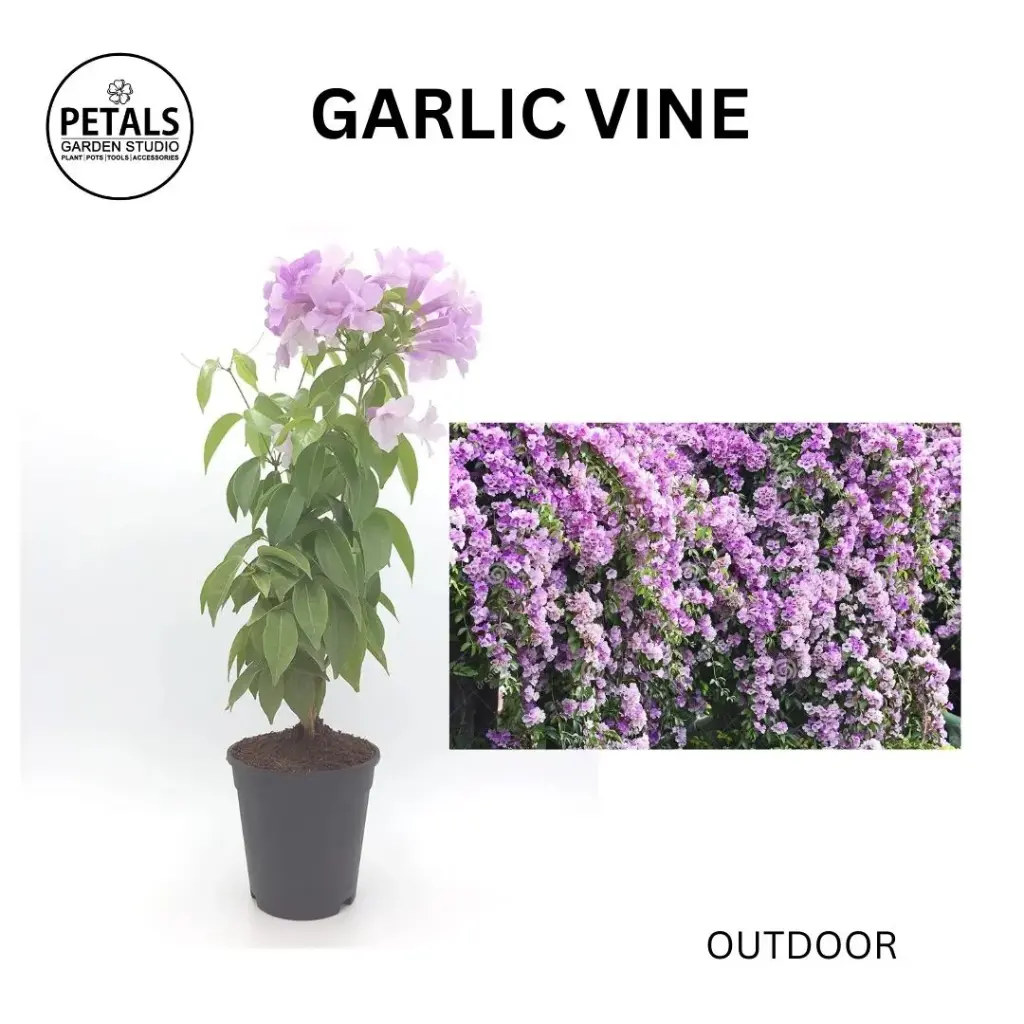 Garlic Vine