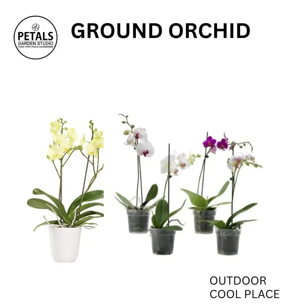 Ground Orchid