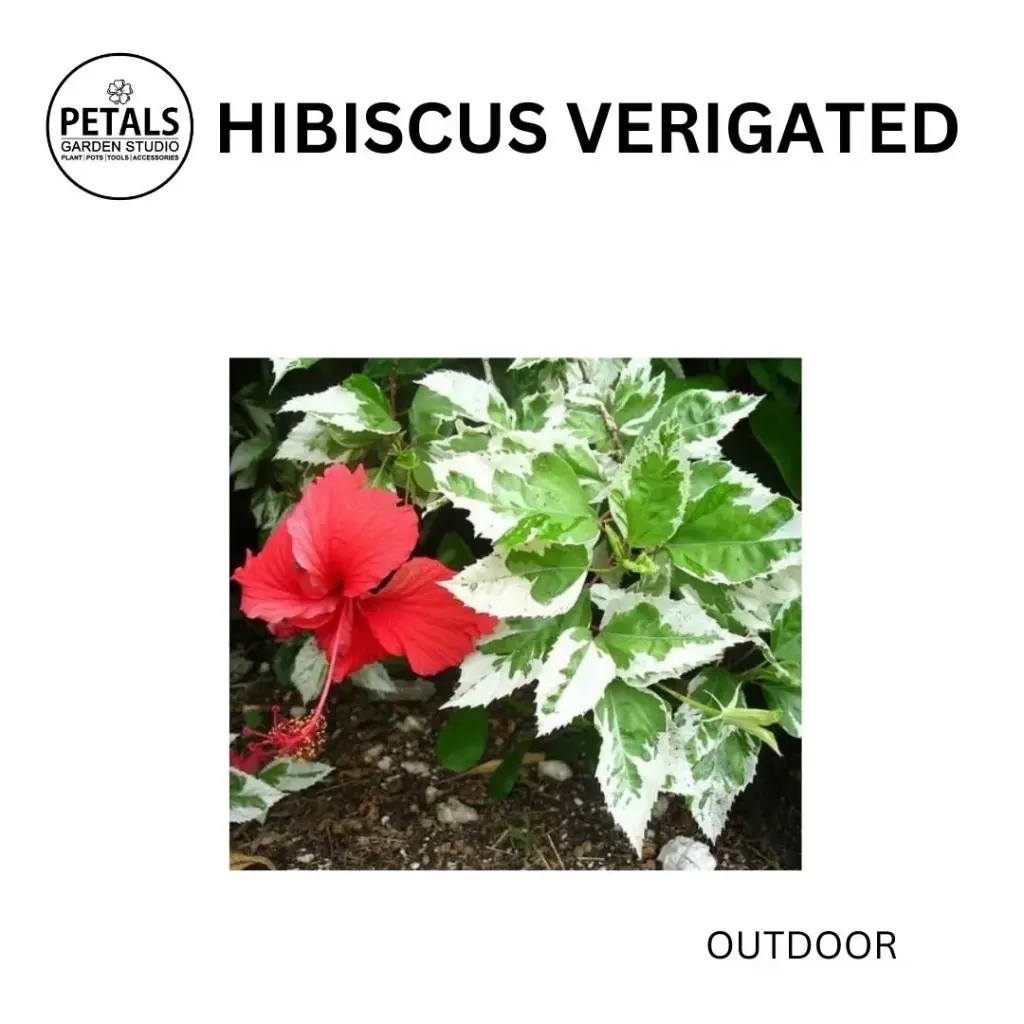 Hibiscus Verigated