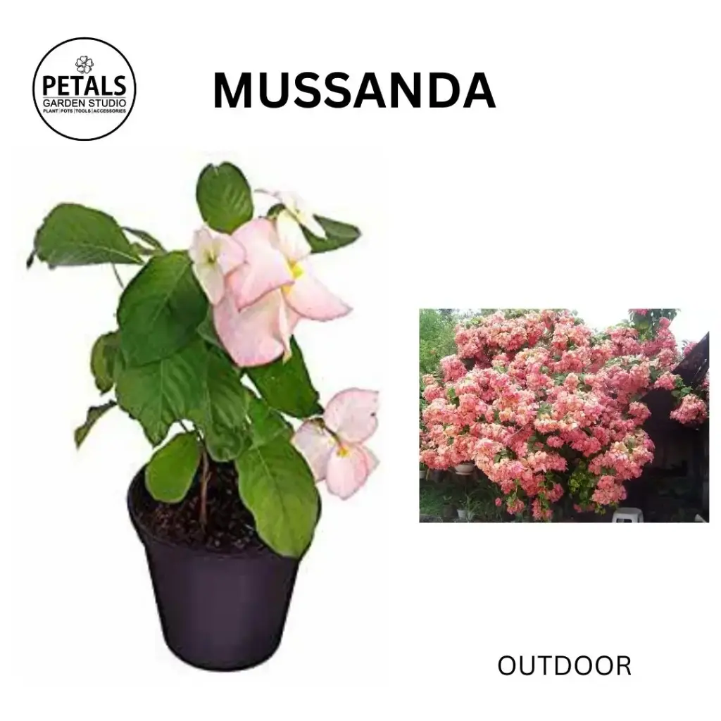 Mussanda