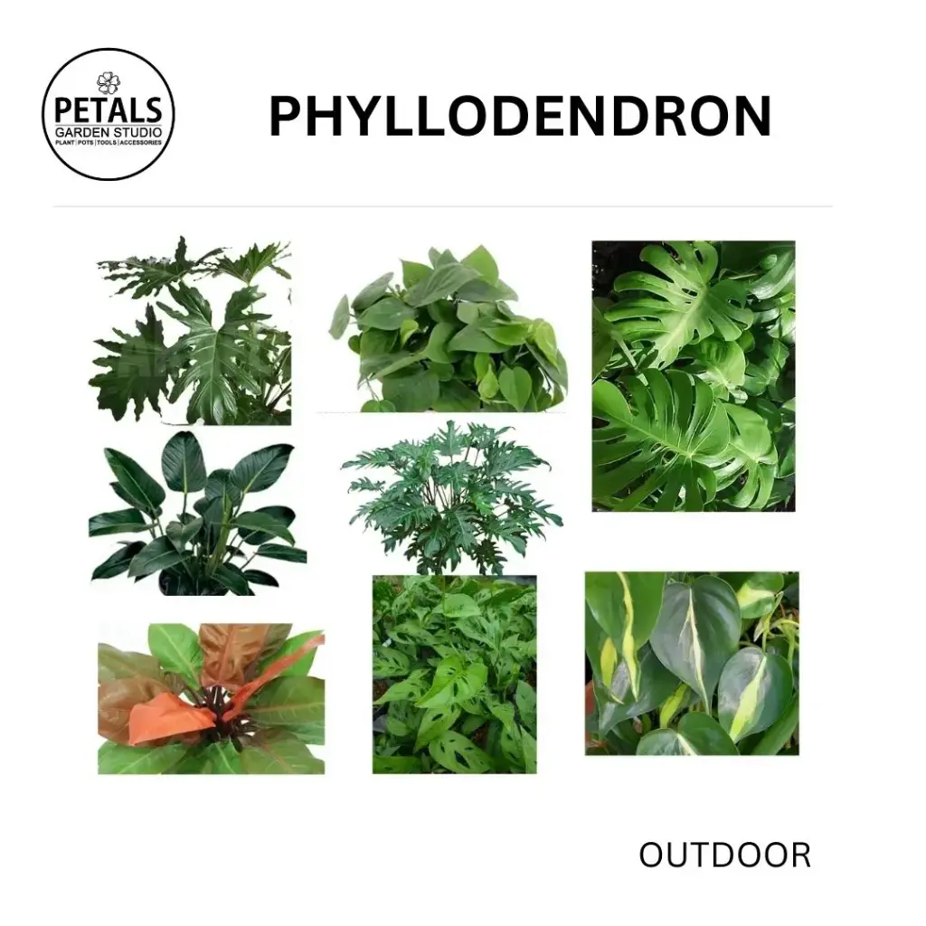 Phyllodendron