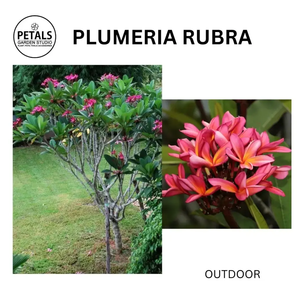 Plumeria Rubra