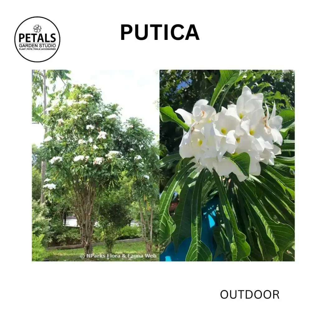 Putica
