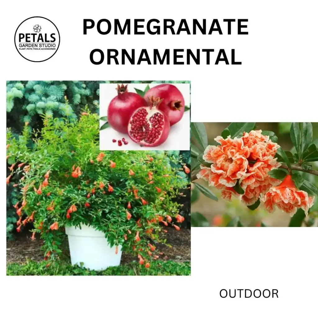 Pomegranate Ornamental
