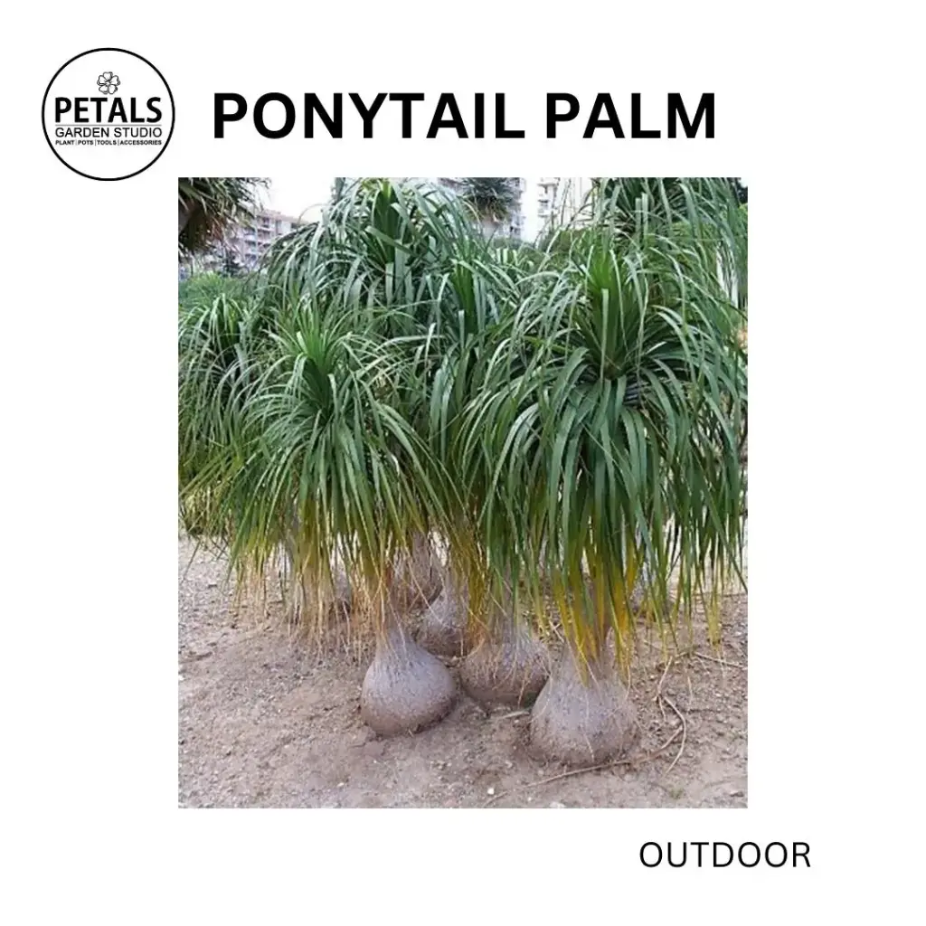Ponytail Palm