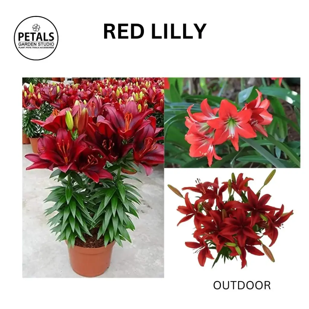 Red lilly