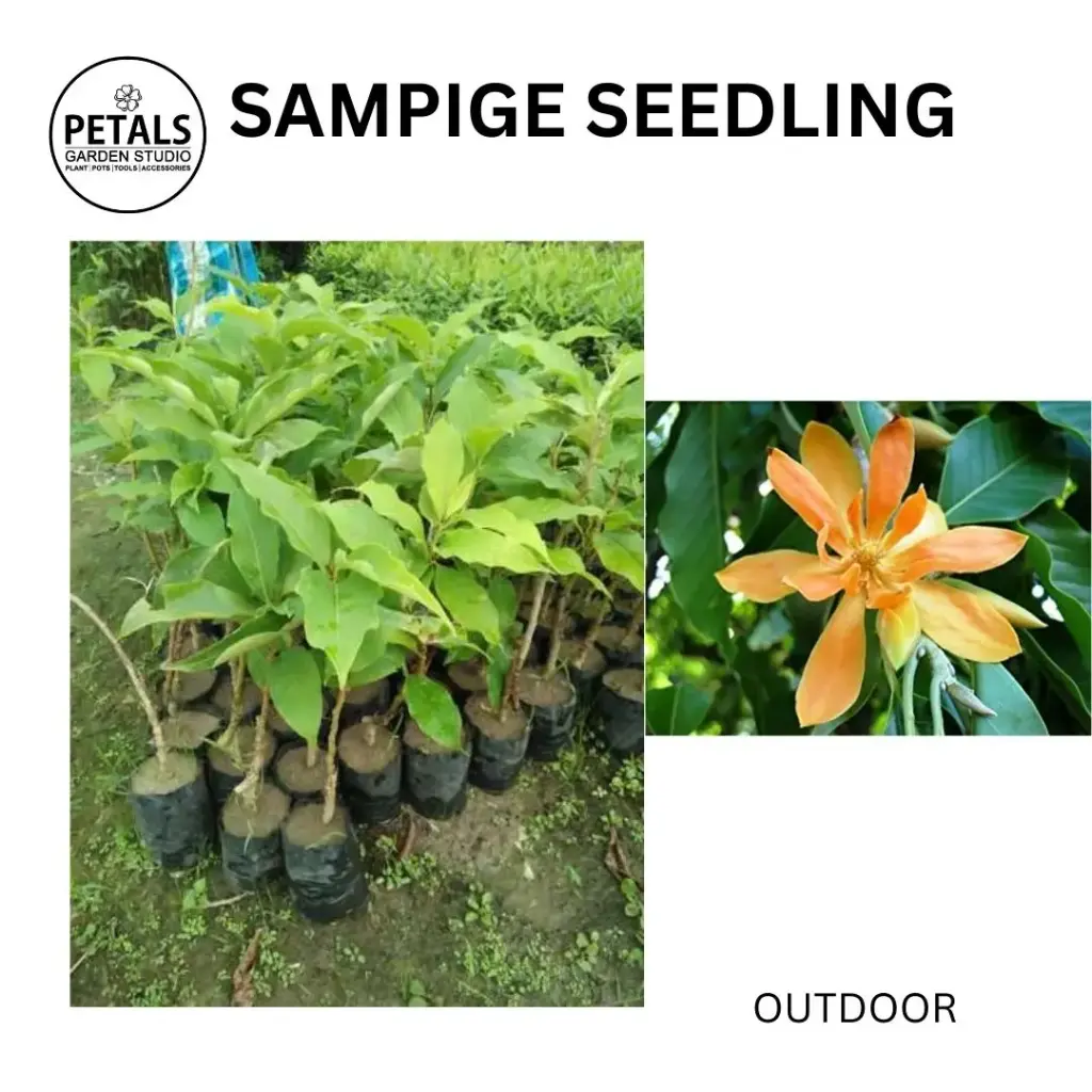 Sampige Seedling