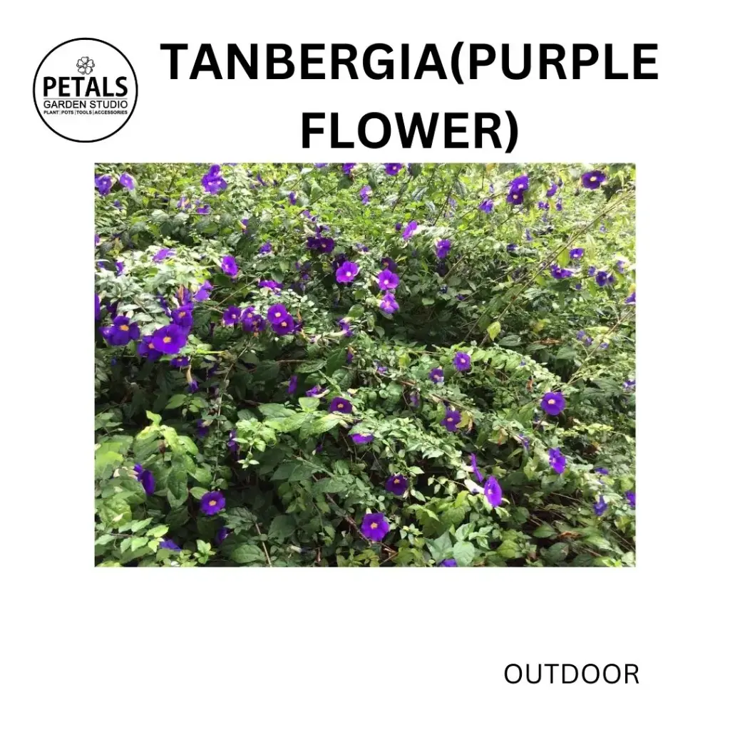 Tanbergia