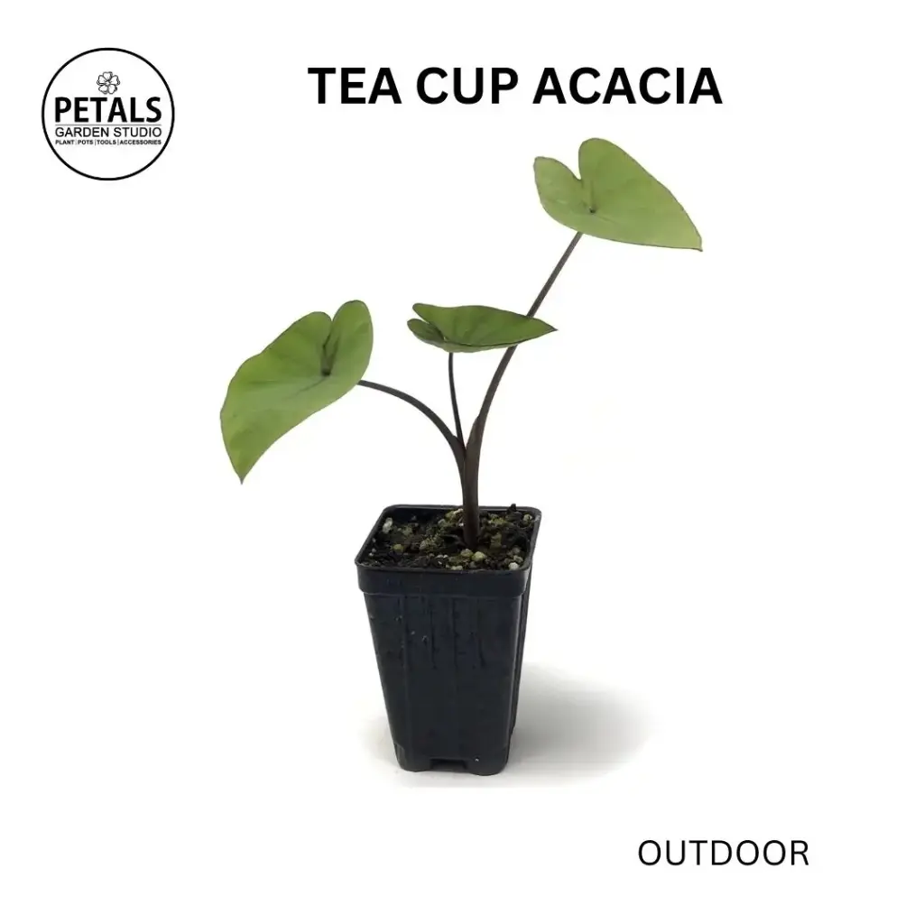 Tea Cup Acacia