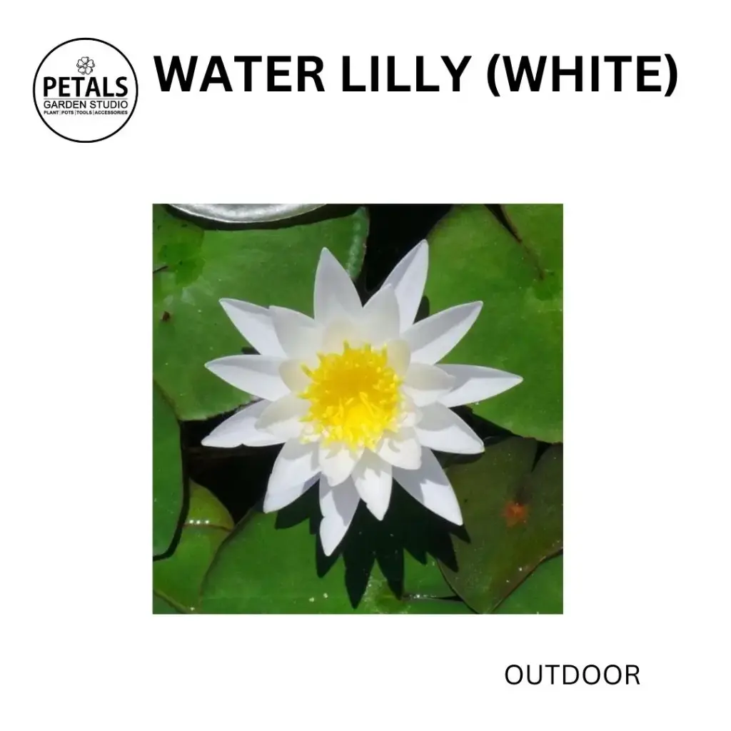 Water Lilly
