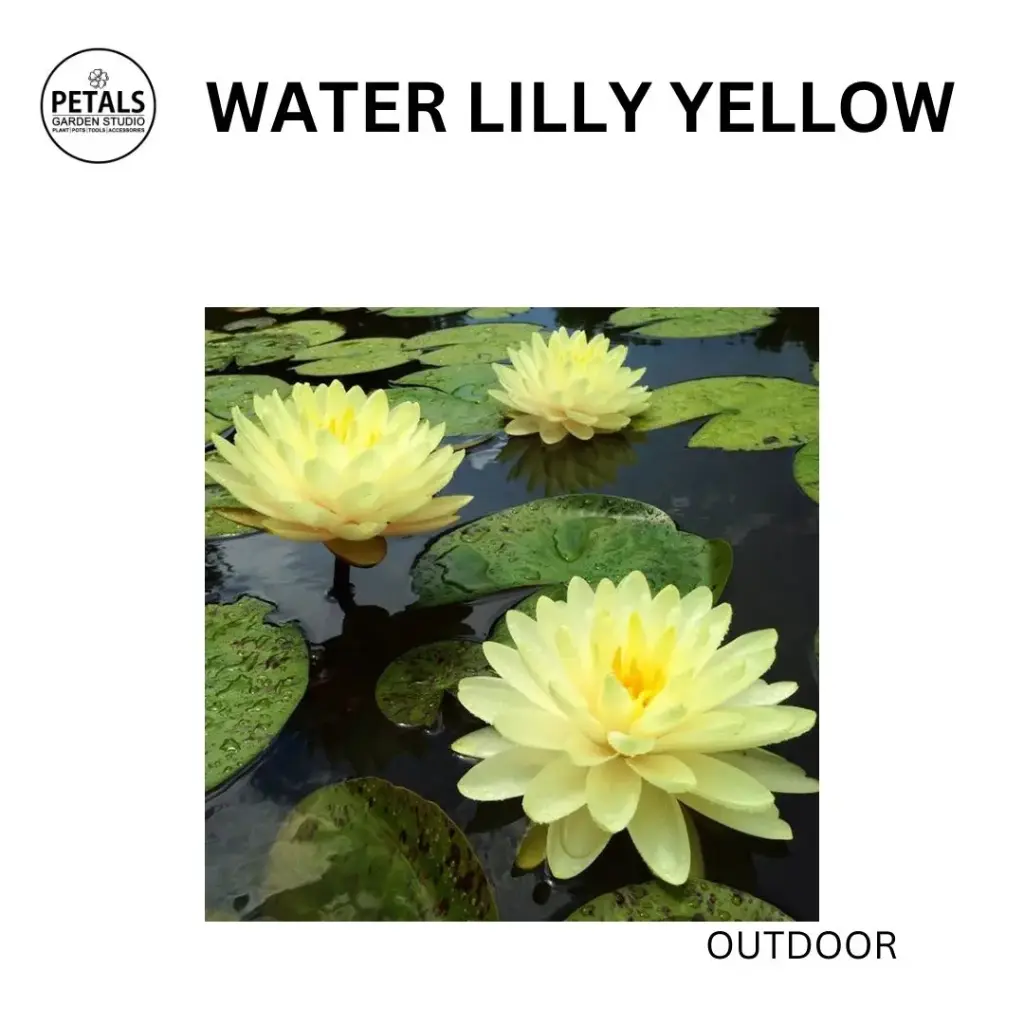 Water Lilly Yellow