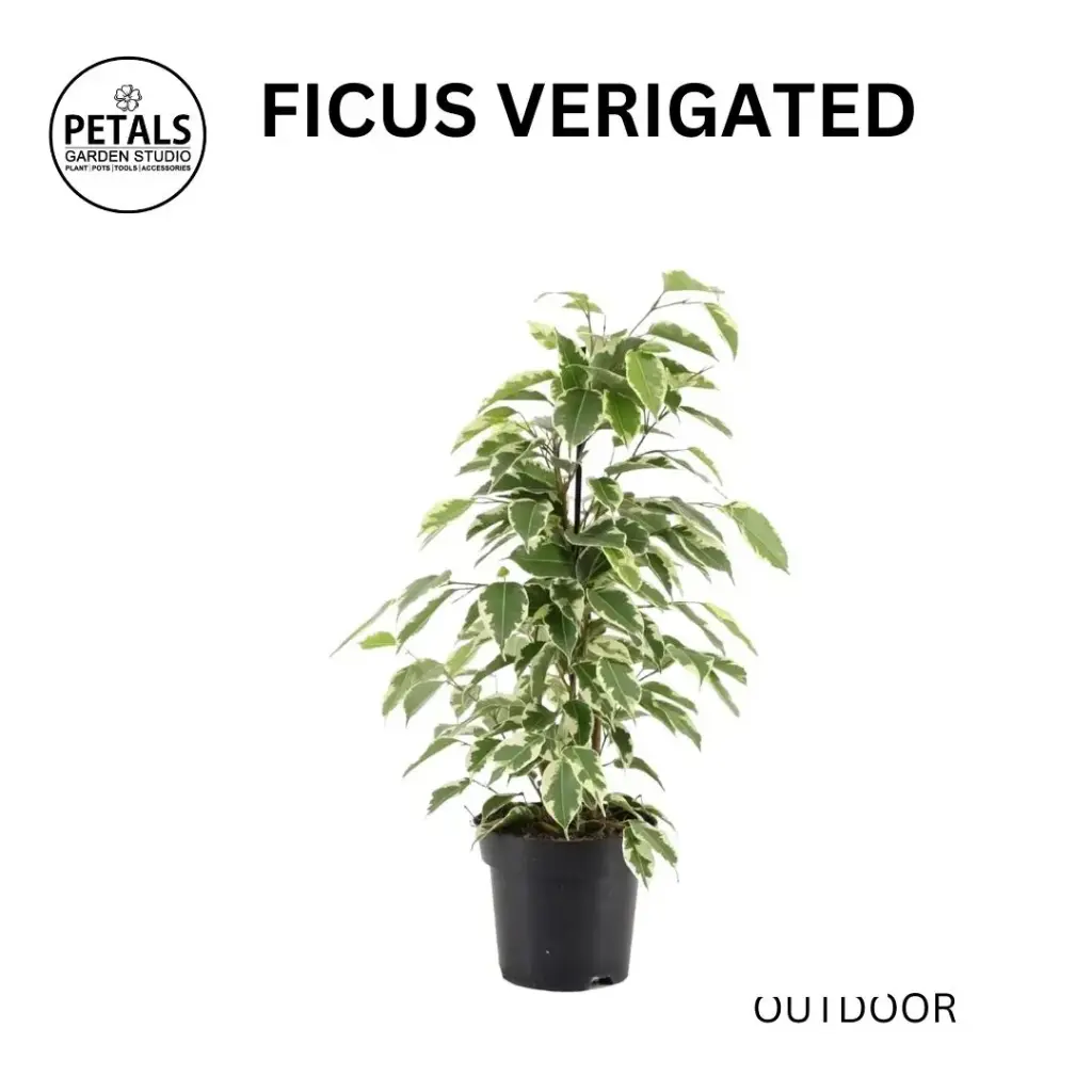 Ficus Verigated