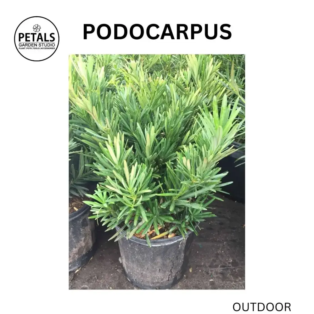 Podocarpus