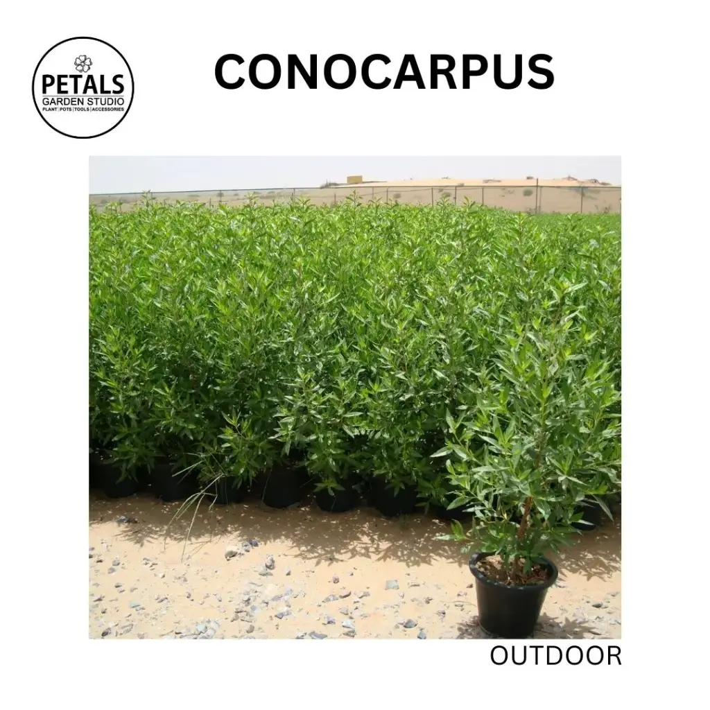 Conocarpus