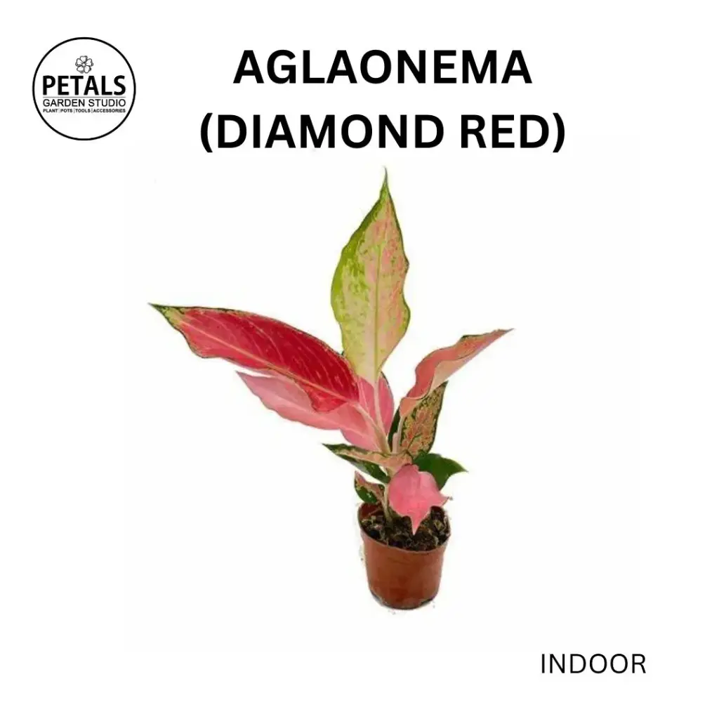 Aglaonema (Diamond Red)