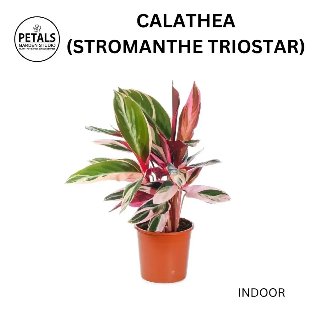 Calathea (Stromanthe Triostar)