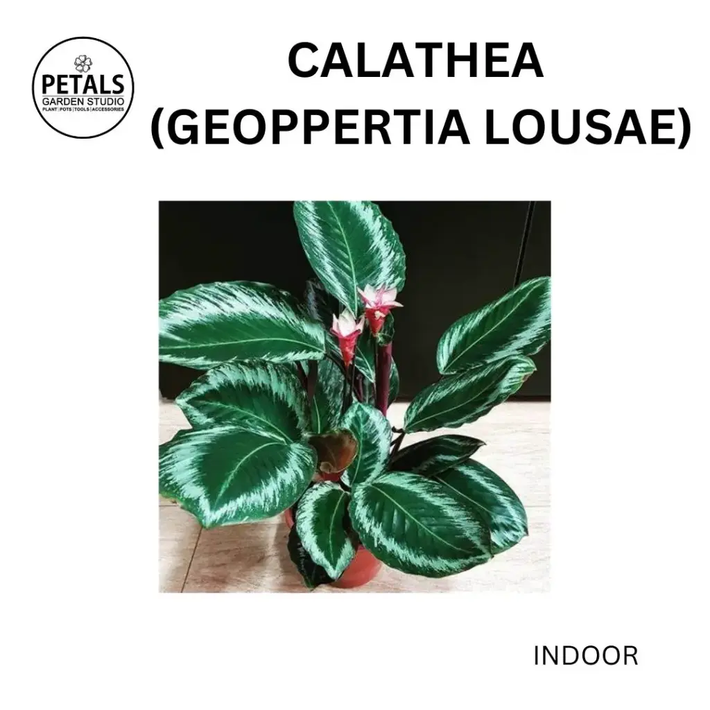 Calathea (Geoppertia Lousae)