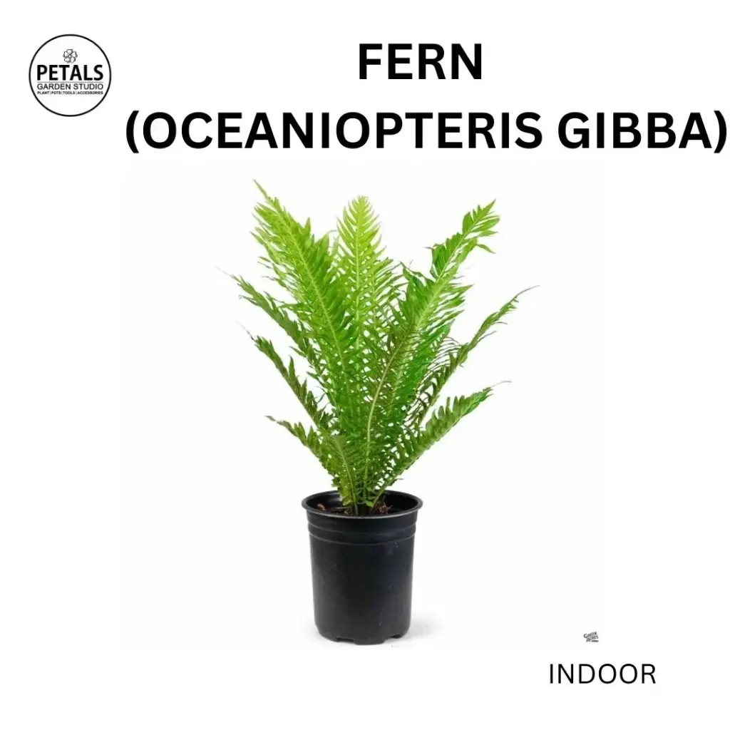 Fern (Oceaniopteris Gibba)
