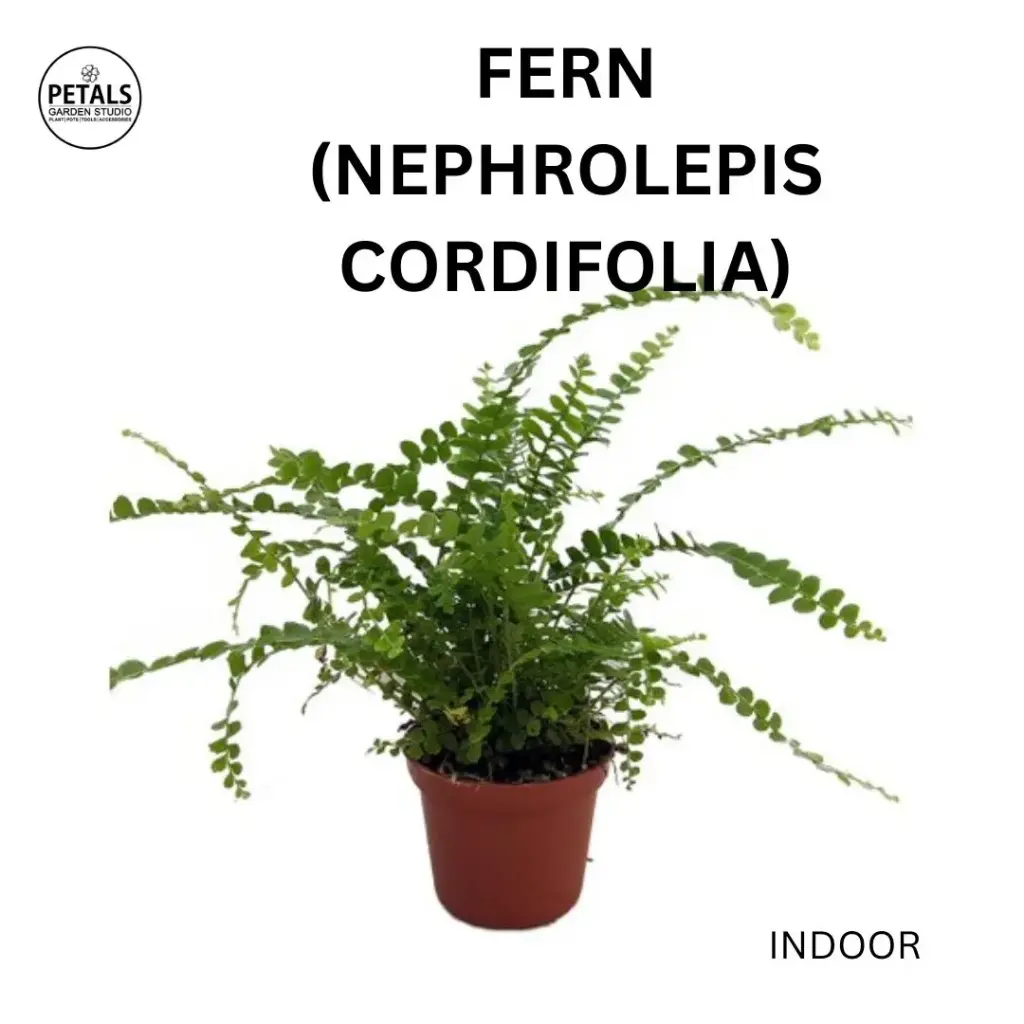 Fern (Nephrolepis Cordifolia)