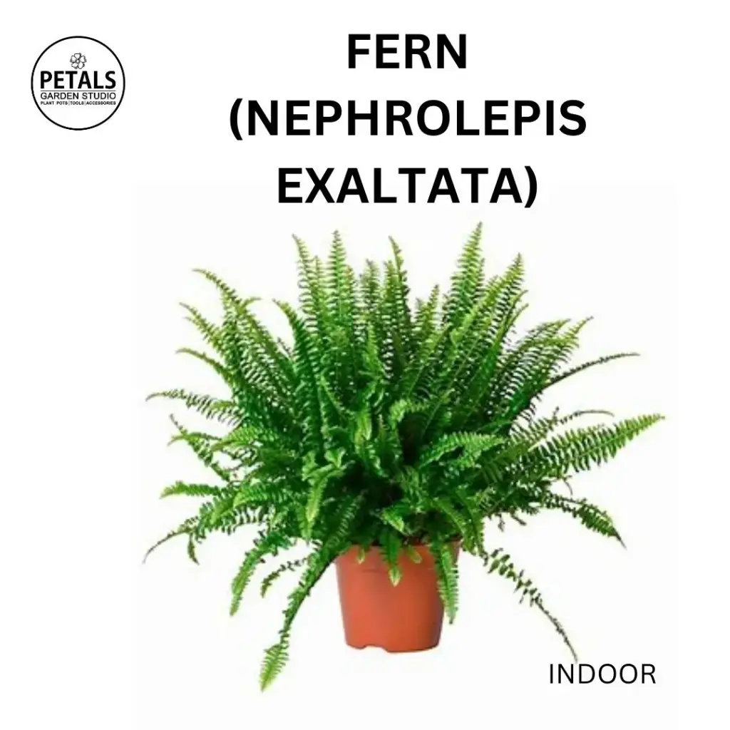 Fern (Nephrolepis Exaltata)