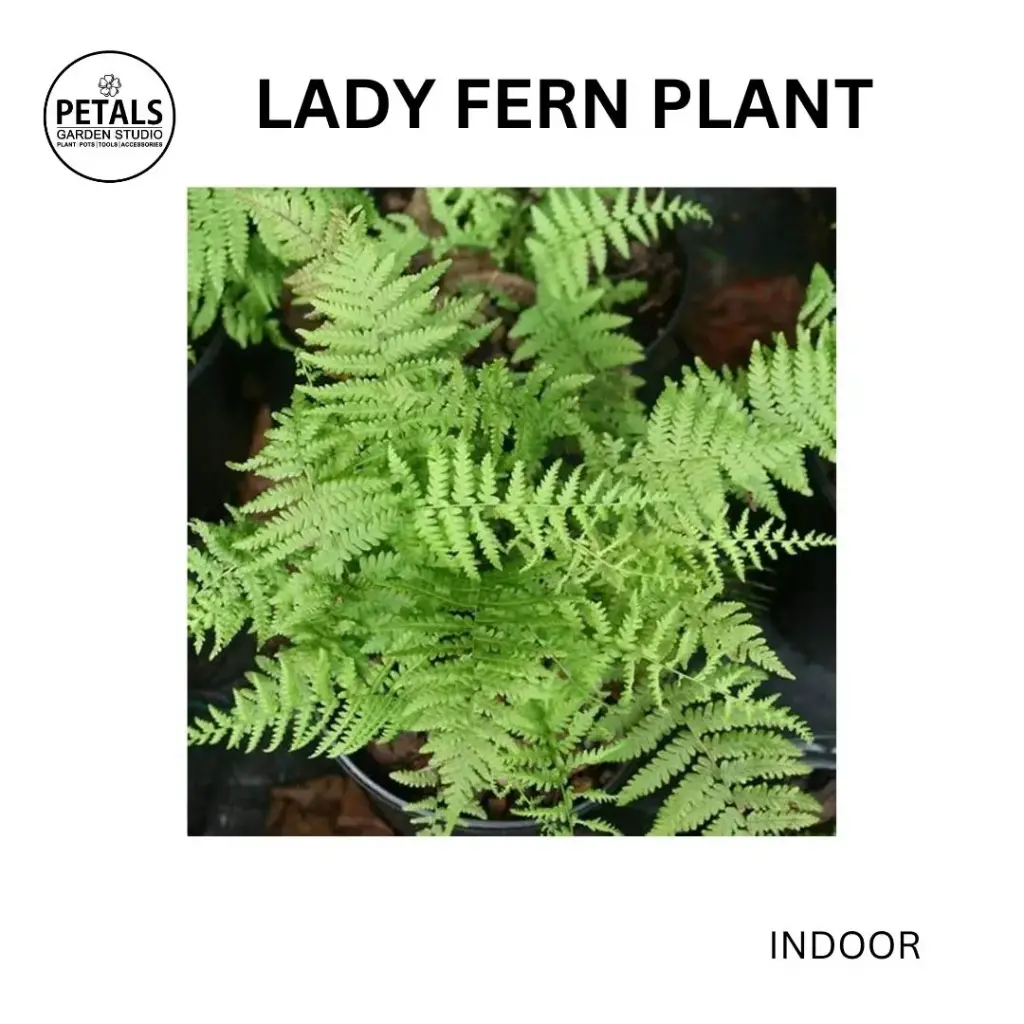 Lady Fern Plant