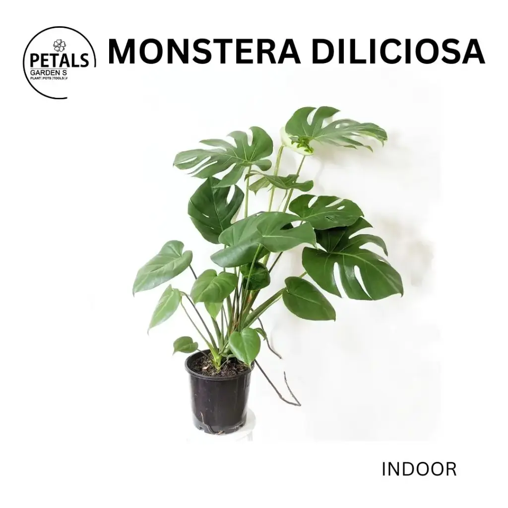 Monstera Diliciosa