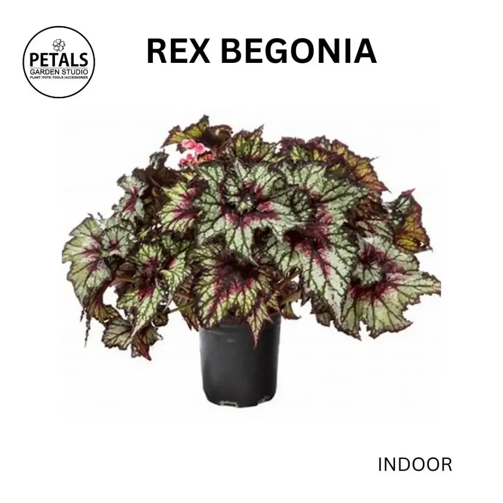 Rex Begonia