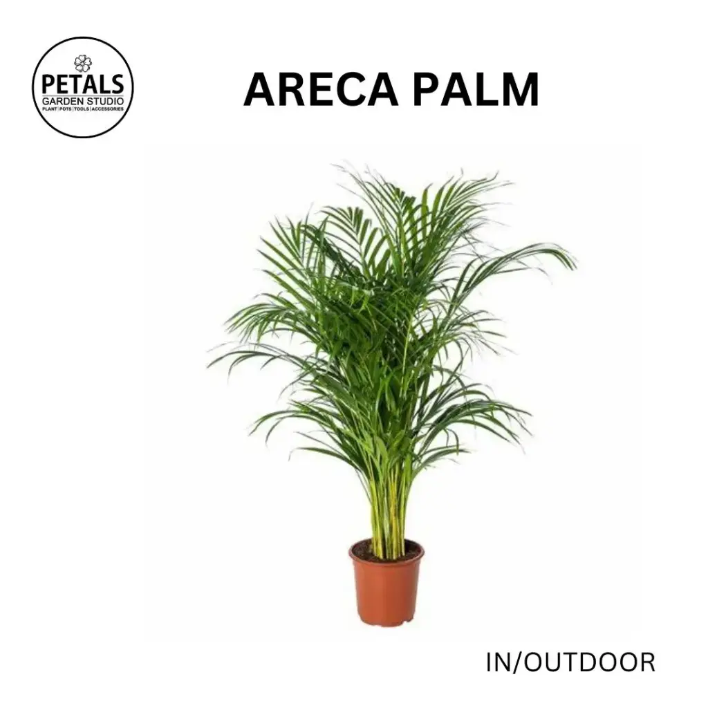 Areca Palm