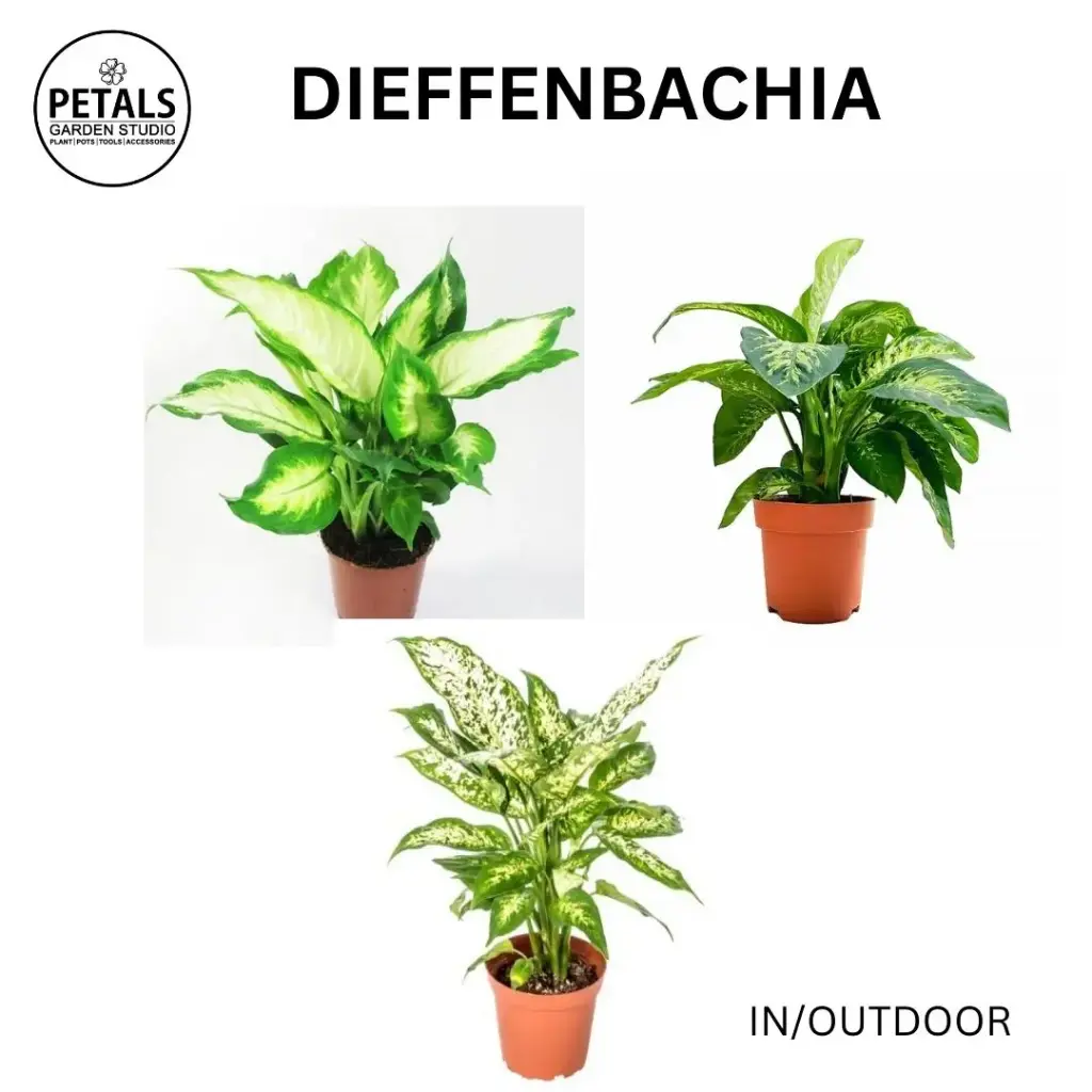 Dieffenbachia