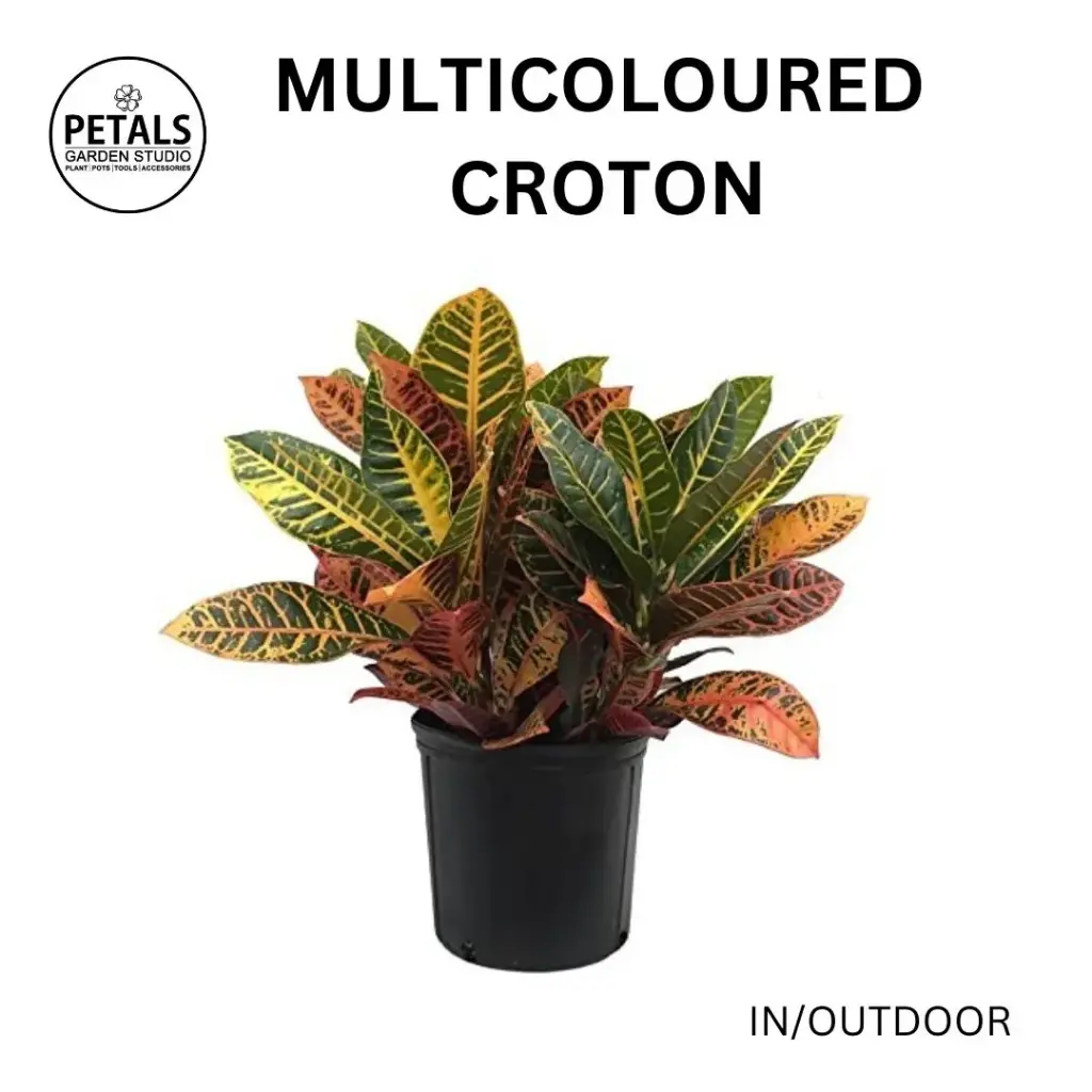 Multicoloured Croton