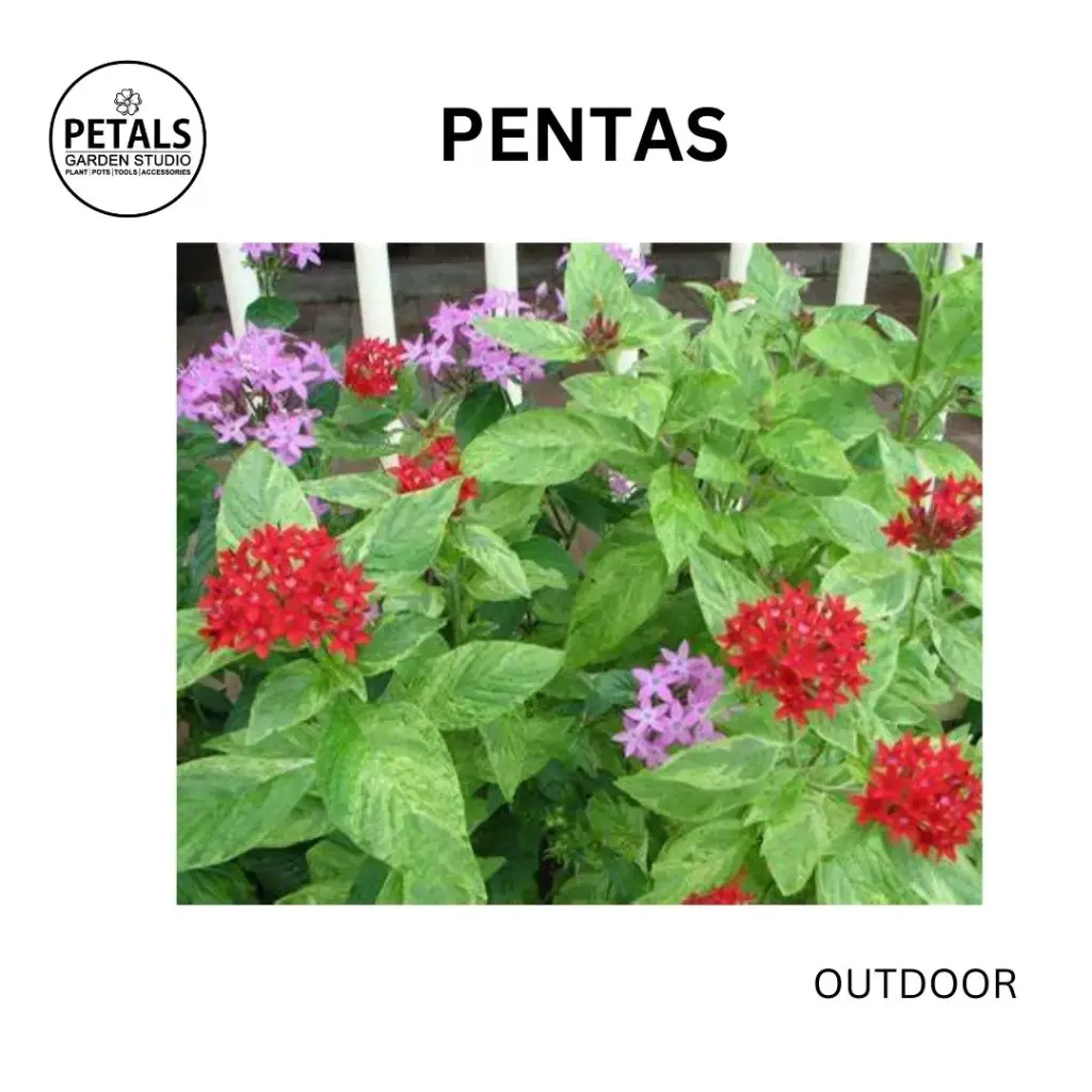 Pentas