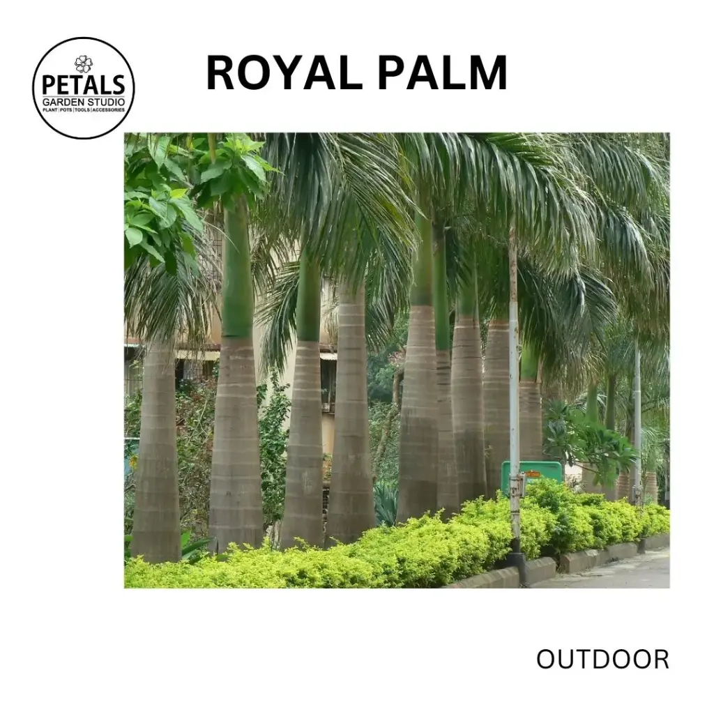 Royal Palm