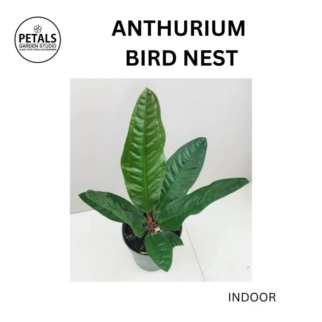 Anthurium Bird Nest