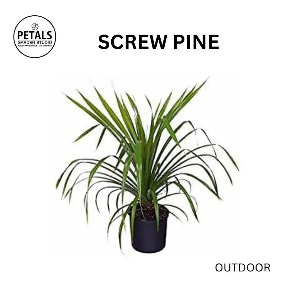 Screw Pine
