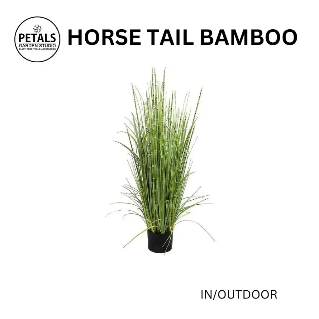Horsetail Bamboo