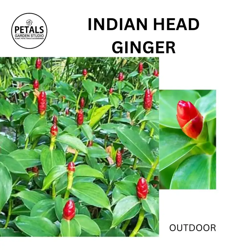 Indian Head Ginger