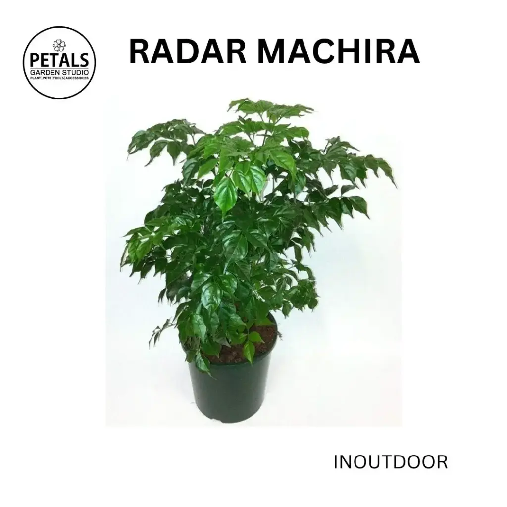 Radar Machira