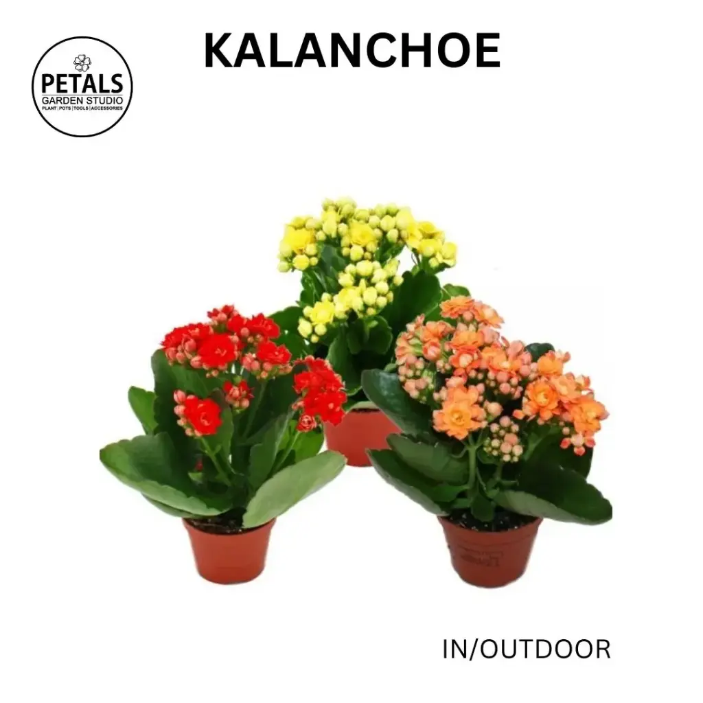 Kalanchoe