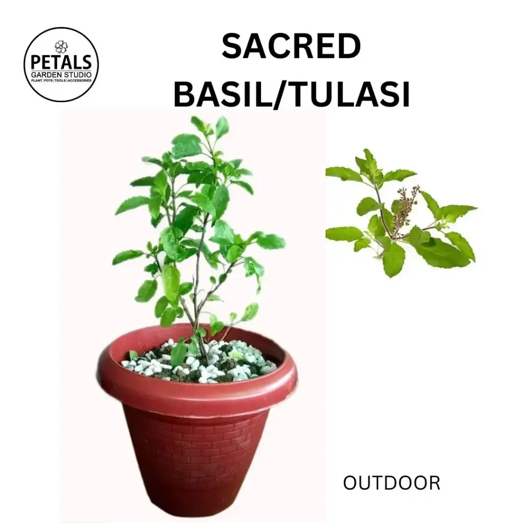 Sacred Basil (Tulasi)