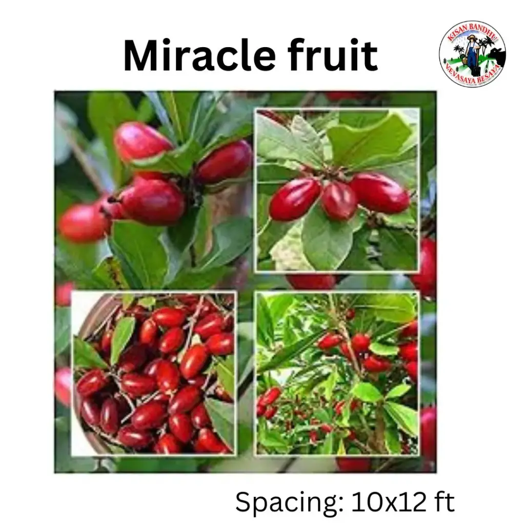Miracle Fruit