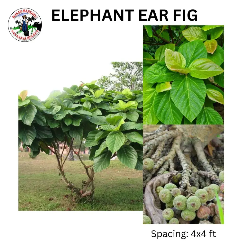Elephant Ear Fig