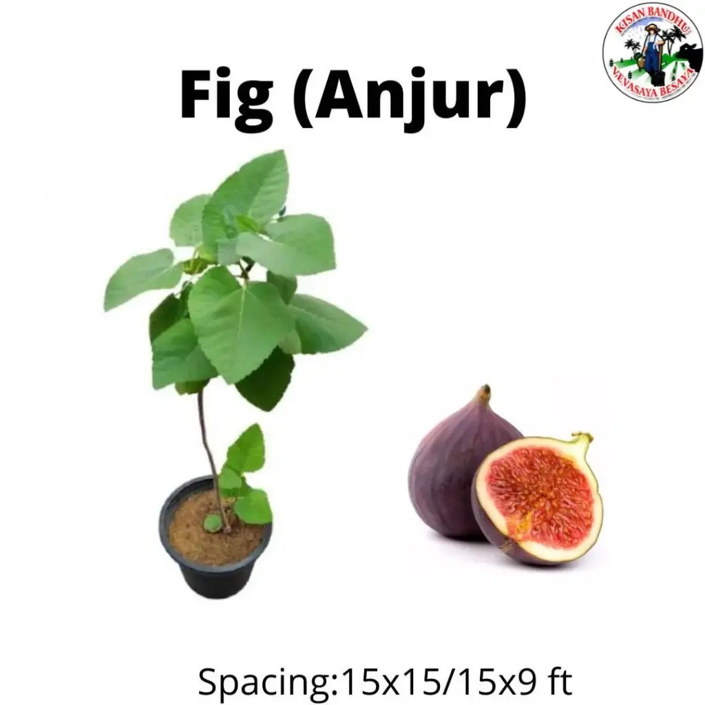 Fig