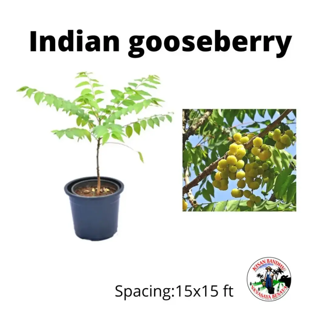 Indian Gooseberry