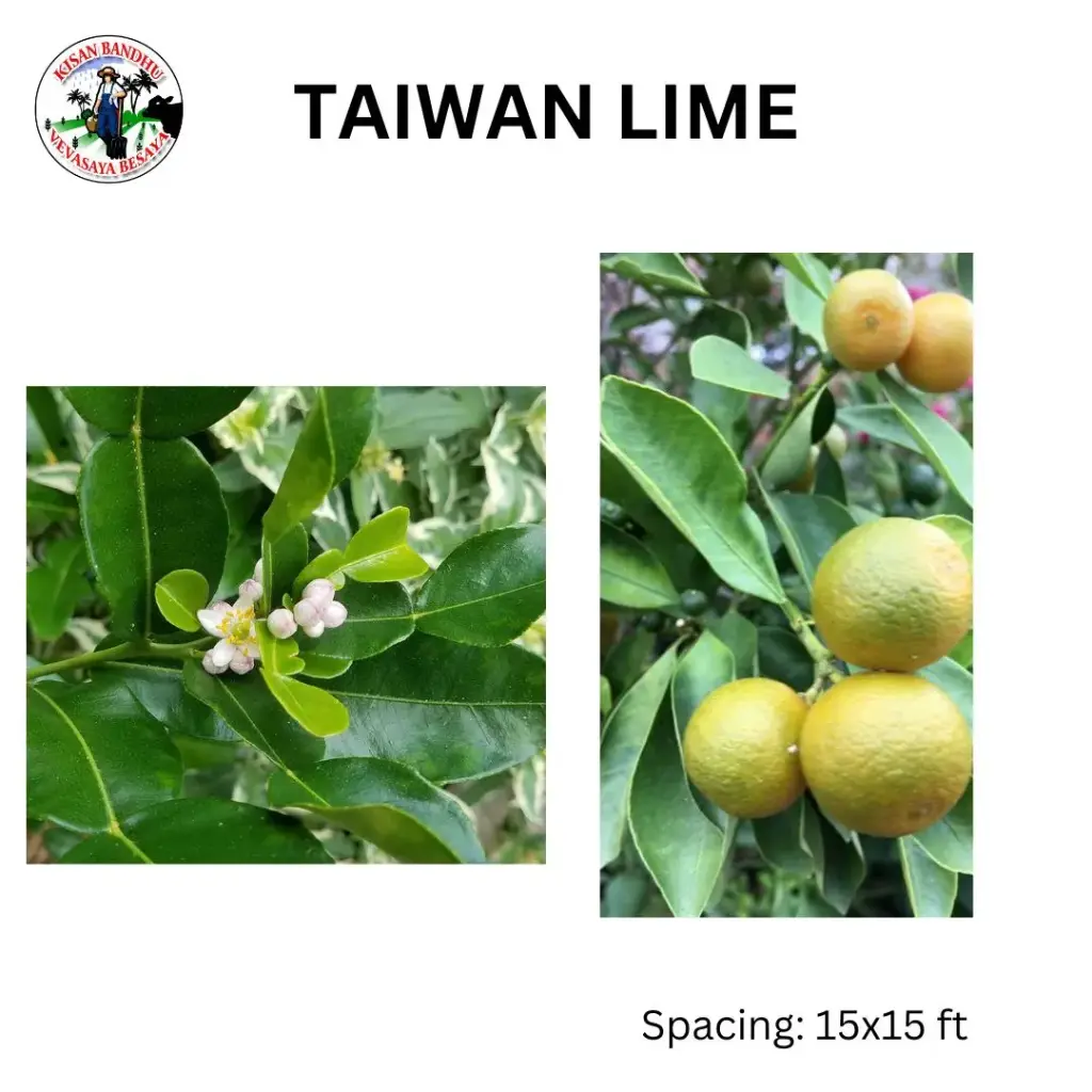 Taiwan Lime