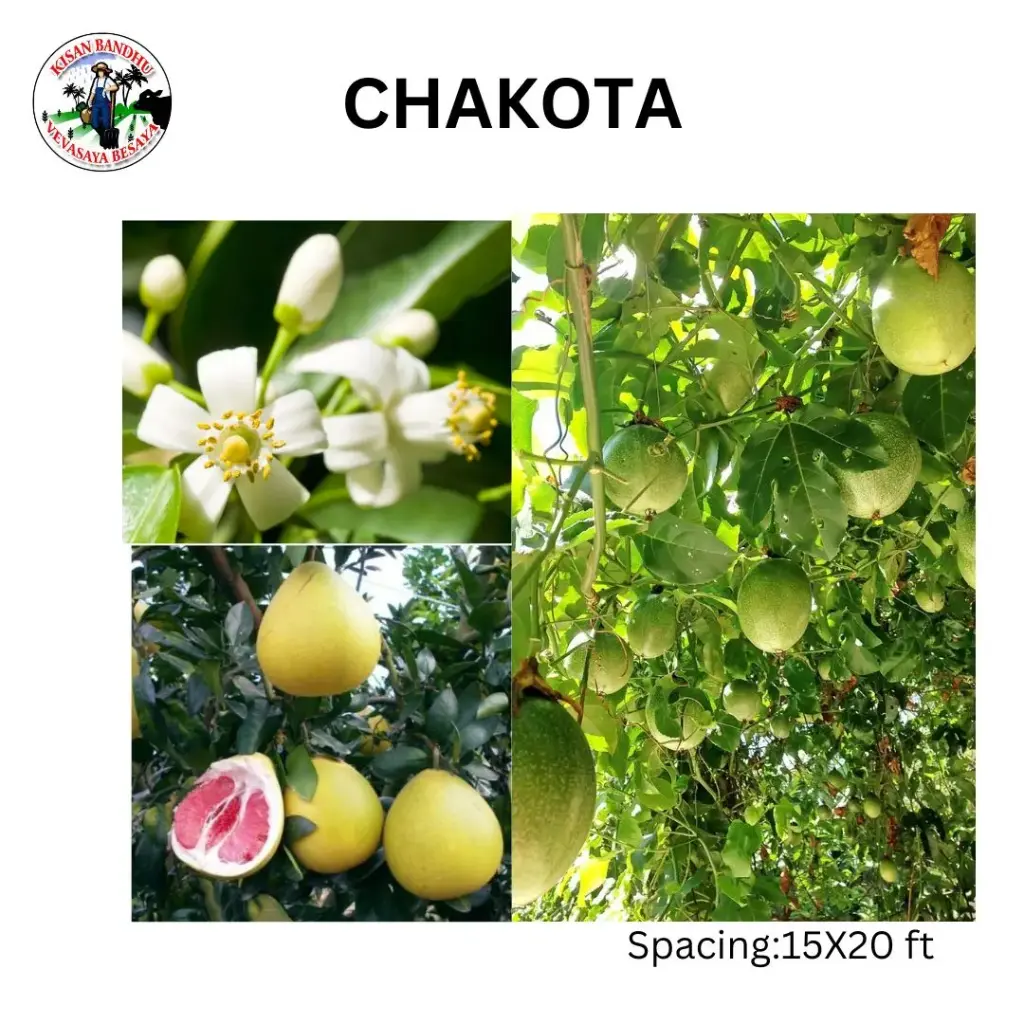 Chakota